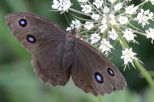 Le grand Nègre des bois ou Minois dryas