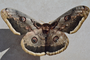 Le Grand paon de nuit ou Saturnia pyri