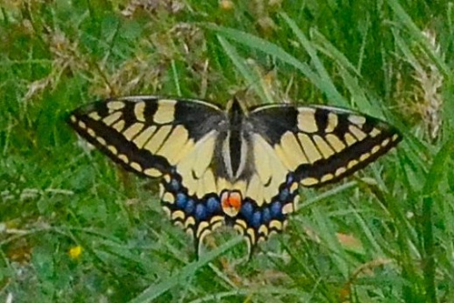 Le Grand Porte-queue ou papilio machaon