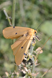 La Lithosie quadrille ou Lithosia quadra