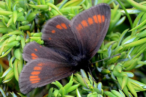 Le Moiré aveugle ou Erebia pharte