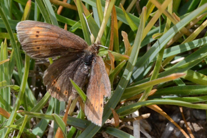 Le Moiré des pâturins ou Erebia melampus