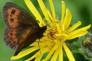 Le Moiré fascié ou Erebia ligea