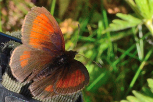 Le Moiré fauve ou Erebia mnestra