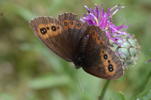 Le moiré franconien ou Erebia medusa