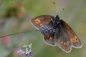 Le Moiré lancéolé ou Erebia alberganus