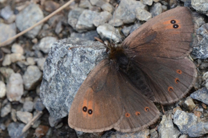 Le moiré lustré ou Erebia cassioides