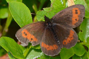 Le Moiré sylvicole ou Erebia aethiops