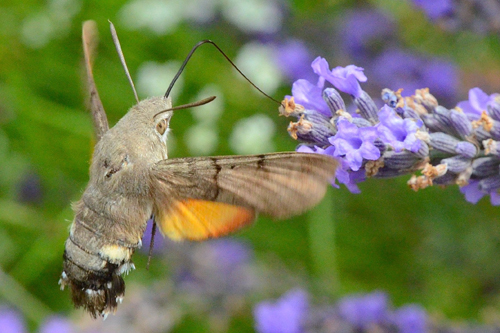 Le Moro-sphinx (Sphinx colibri, Sphinx du caille-lait) ou  Macroglossum stellatarum
