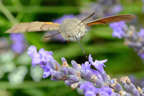 Le Moro-sphinx (Sphinx colibri, Sphinx du caille-lait) ou  Macroglossum stellatarum