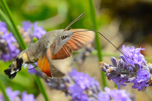 Moro sphinx (Sphinx colibri Sphinx du caille-lait) ou  Macroglossum stellatarum
