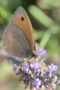 Le Myrtil ou Maniola jurtina