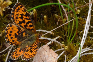 Le Nacré de la canneberge ou Boloria aquilonaris