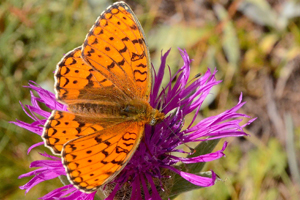 Le Nacré de la ronce ou Brenthis daphne