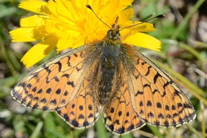Le Nacré des renouées ou Boloria napaea