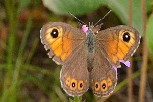 Le Némusien ou Lasiommata maera