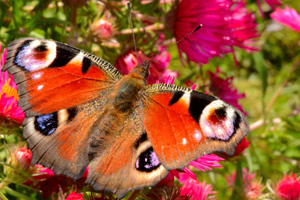 Le Paon du jour ou Inachis io