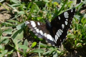Le petit Sylvain ou Limenitis camilla