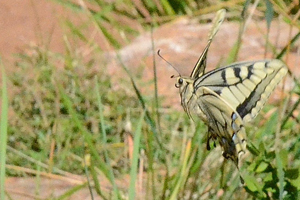 Le Grand Porte-queue ou Papilio machaon