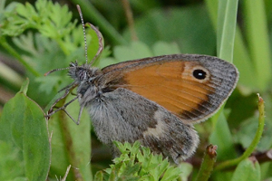 Le Procris ou Coenonympha pamphilus