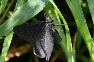 Le ramoneur ou Odezia atrata