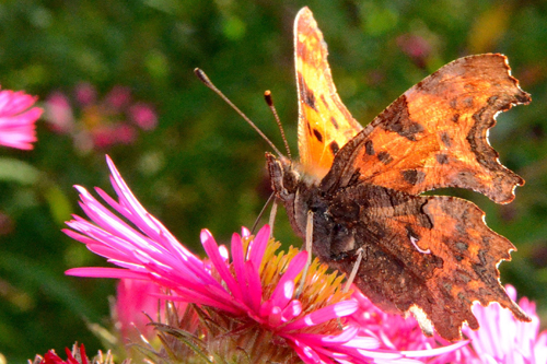 Le Robert le diable ou Polygonia c-album