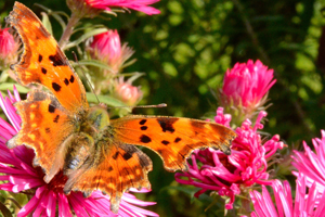 Le Robert le diable ou Polygonia c-album