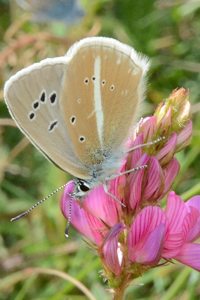 Le sablé du sainfoin ou Polyommatus damon