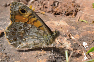 Le Satyre (La mégère) ou Lasiommata megera