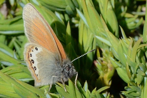 Le Satyrion ou Coenonympha gardetta