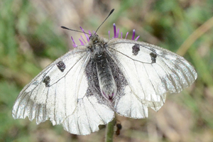Le Semi-Apollon ou Parnassius mnemosyne