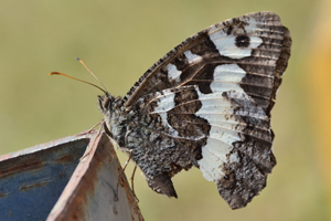 Le Silène ou Brintesia circe