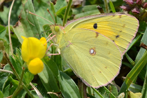 Le Souci ou Colias crocea
