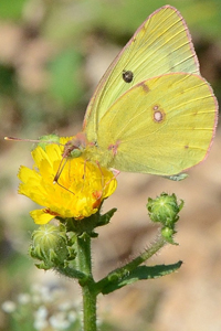 Le Soufré ou Colias hyale