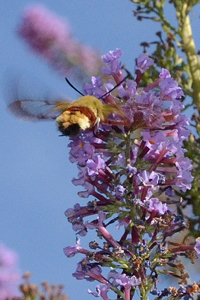 Le sphinx fuciforme ou Hemaris fuciformis