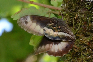 Le Sylvandre ou Hipparchia fagi