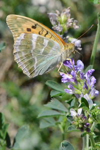 Le Tabac d'Espagne ou Argynnis paphia
