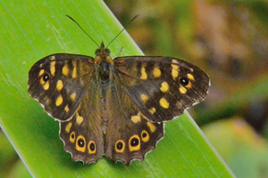 Le Tircis ou Pararge aegeria