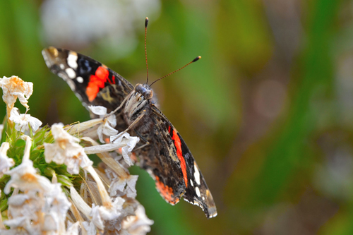 Le Vulcain ou Vanessa atalanta