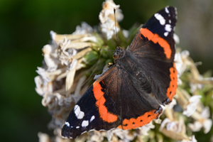 Le vulcain ou vanessa atalanta