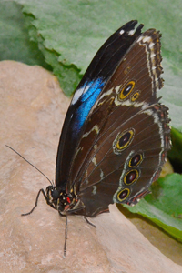 Morpho achilles
