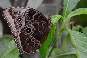 Morpho peleides
