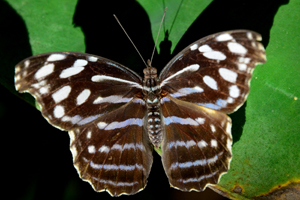 Myscelia cyaniris ou Petite tache