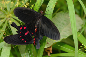 Pachliopta kotzebuea ou Petite chauve-souris