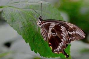 Papilio constantinus ou le Machaon de Constantine