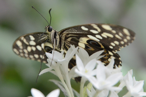 Papilio demodocus