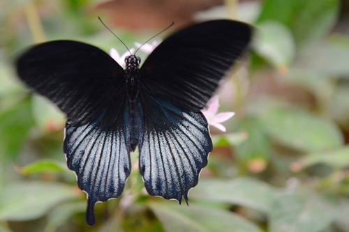 Papilio memnon
