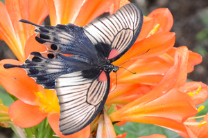 Papilio memnon ou Grand Mormon