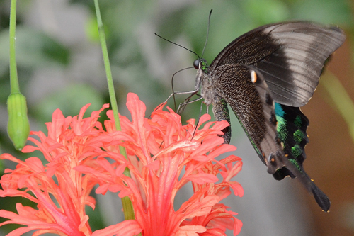Papilio palinurus