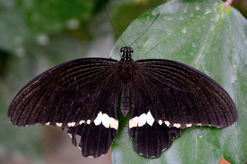 Papilio polytes